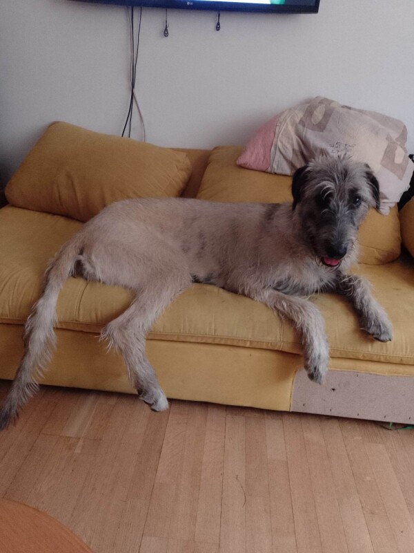 Relax doma